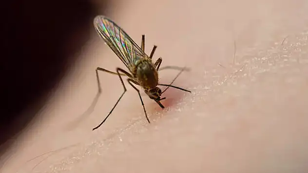 Küresel ısınma sivrisinek kaynaklı hastalıkları arttırıyor