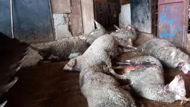 Kurt Tarafından 10 Koyun Telef Edildi