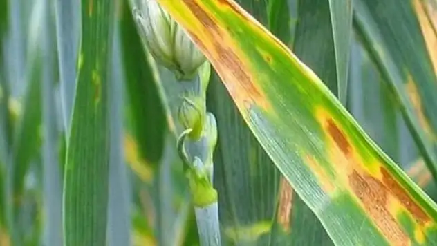 Kütahya’da arpa ve buğdayda hastalık görüldü, çiftçilere uyarı yapıldı