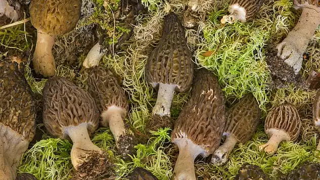 Kuzugöbeği mantarının kilosu 600 lira