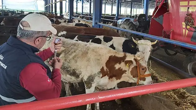 Manisa’da hayvan kısıtlaması kaldırılıyor