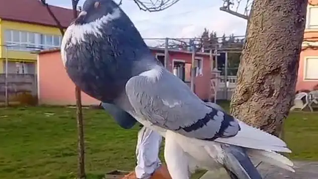 ‘Mutant’ güvercin viral oldu