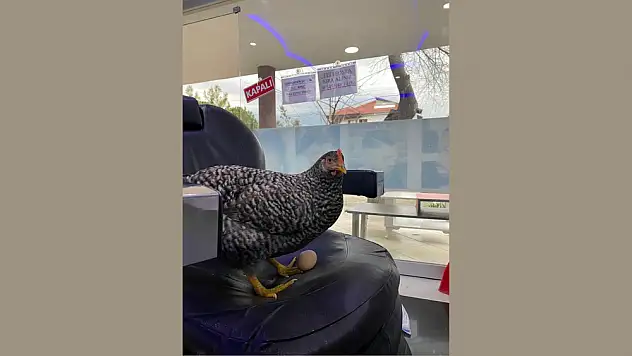 O tavuklar iş yerinin maskotu oldu!