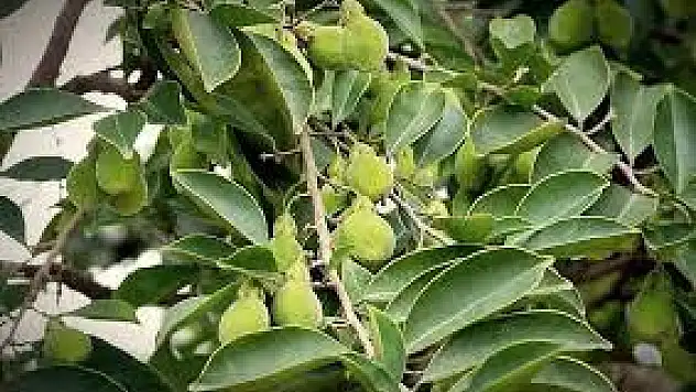 Öd Ağacı Nedir, Nerede Ve Nasıl Yetişir