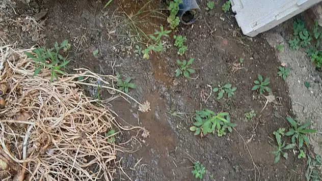 Ödemiş Bademli'de su patlağı mahalleyi mağdur ediyor