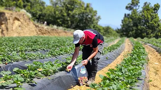Ödemiş İlçe Tarım Müdürlüğü'nden hasat öncesi yoğun denetim ve bilgilendirme çalışması