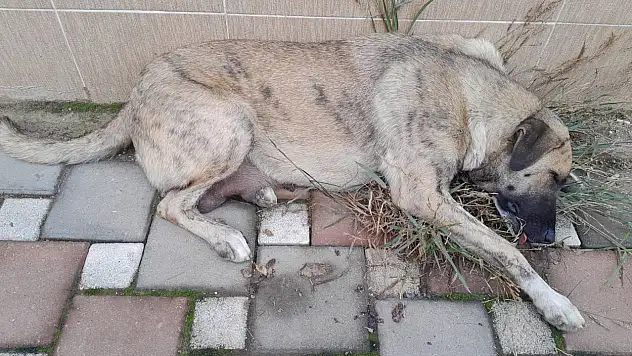 Ödemiş'te Anne Köpeğe Yapılan Eziyet İddiası Yürek Sızlattı