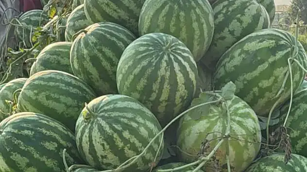 Ödemiş'te Karpuzun Kilosu 4 TL'ye Geriledi