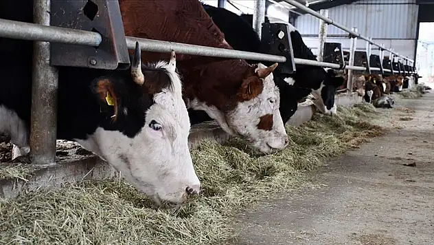 Ödemiş'te Şap Alarmı: Dört Mahalleye Karantina