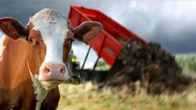 Ödemiş'te Şap Hastalığı Nedeniyle Hayvan Gübresi Sevkiyatı Yasaklandı