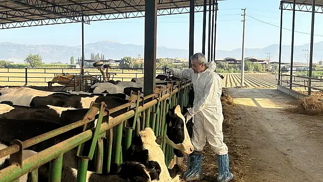 Ödemiş'te Şap Hastalığına Karşı Yoğun Aşılama Seferberliği