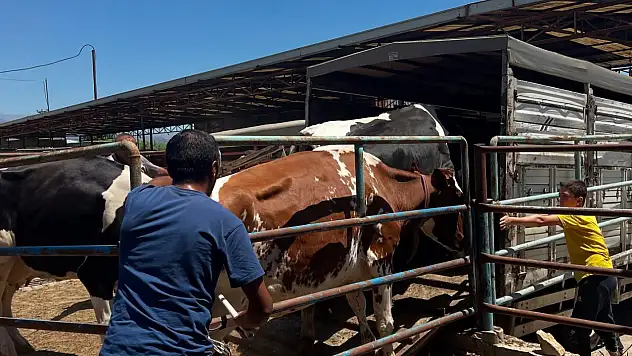 Ödemiş'te Yangın Sonrası Tahliye Edilen Hayvanlar Sağ Salim Geri Döndü