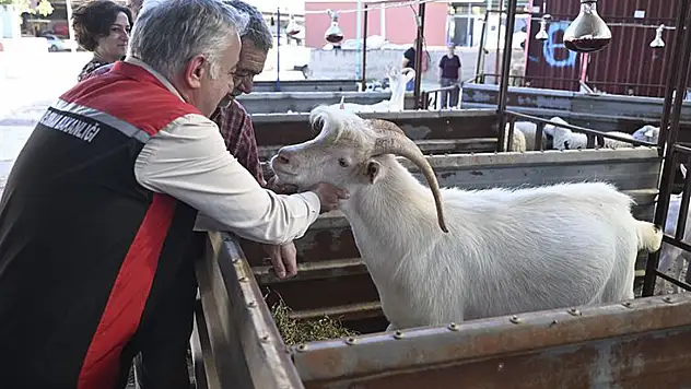 Ödemiş'te Yangından Kurtarılan Hayvanlara Güvenli Bakım