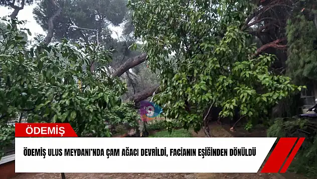 Ödemiş Ulus Meydanı'nda çam ağacı devrildi, facianın eşiğinden dönüldü