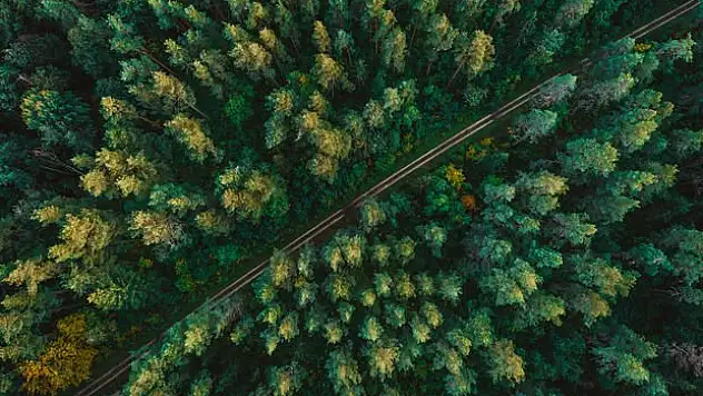 Orman banyosu nedir?