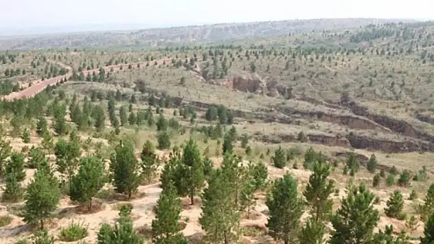 Ormanda madene ÇED şart değilmiş!