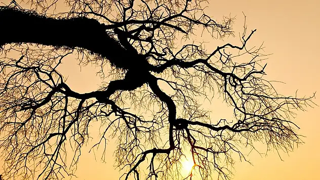 Rüyada ağaç görmek ne anlama gelir? İşte rüya tabirleri…