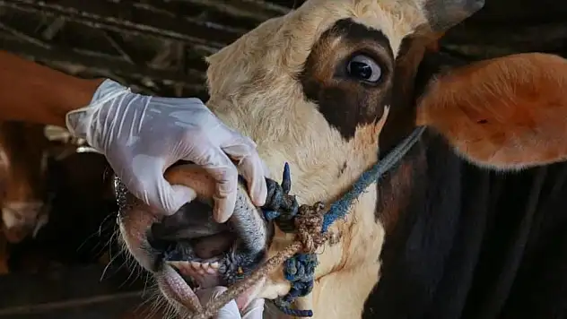 ŞAP KİRAZ'DA BİTMEDİ, ÖDEMİŞ'TE KISMİ RAHATLAMA