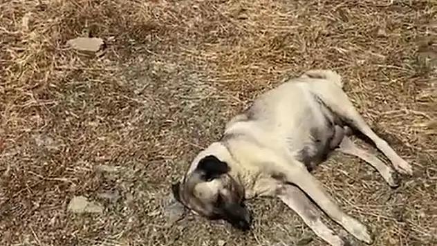 Seferihisar’da korkunç hayvan katliamı