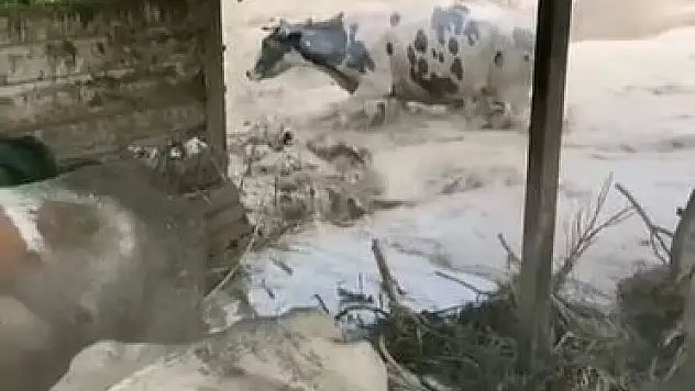 Selde telef olan hayvanları için ağladı