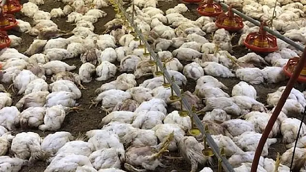 Sıcaktan öldüler!