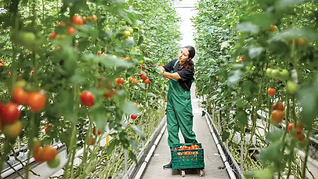 Tarımda “jeotermal devrimi” başlıyor