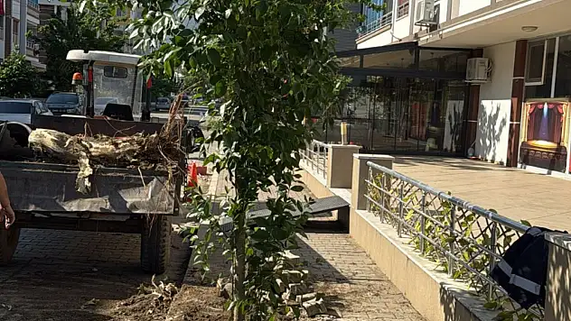 Tire Belediyesi, katledilen ağacın yerine yenisini dikti