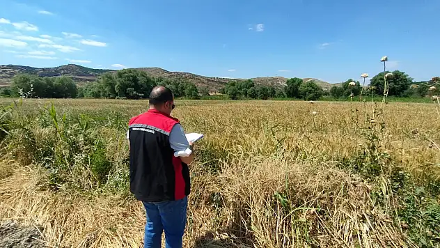 Tire'de Domates Güvesine Karşı Tuzaklı Mücadele ve Arazi Denetimleri