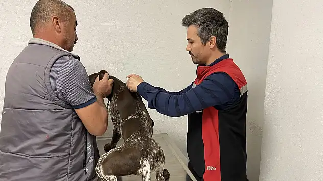 Tire'de Evcil Hayvanlara Mikroçip ve Aşı Uygulamaları Sürüyor