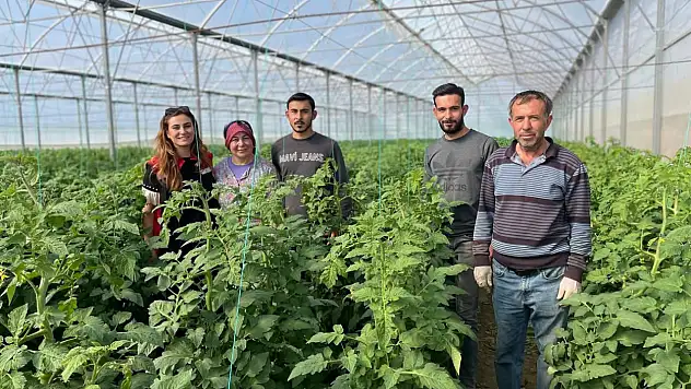 Tire'de Genç Çiftçilerden Kapalı Alan Üretimiyle Yüksek Verim