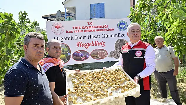Tire'de İncir Üreticilerine 4 Bin 100 Kerevet Dağıtımı Başladı