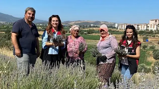 Tire'de Lavanta Hasadı Başladı: TOKİ Mahallesi'nde Organik Üretim Dikkat Çekiyor