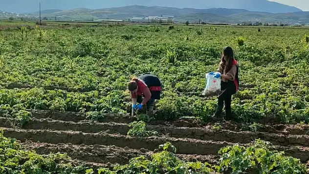 Tire'de patates tarlalarında karantina denetimi: Tarım Müdürlüğü sahada