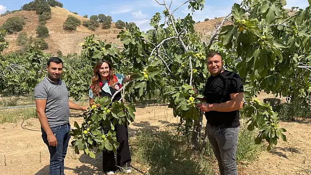 Tire'de Üreticilere İncir Hastalıkları ve Zararlılarla Mücadele Eğitimi