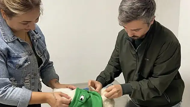 Tire İlçe Tarım ve Orman Müdürlüğü'nden Evcil Hayvan Sahiplerine Çağrı