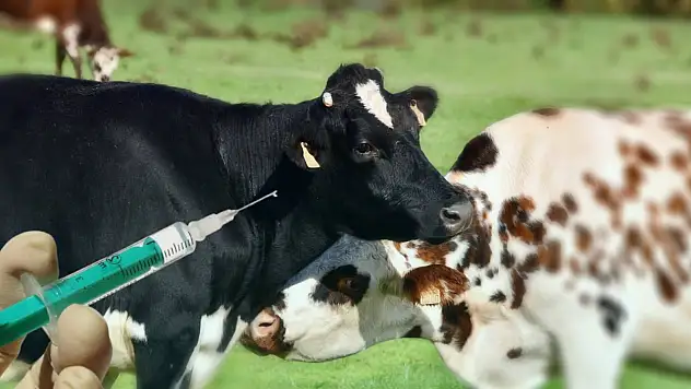 TÜRKİYE'DE ŞAP HASTALIĞIYLA MÜCADELE DEVAM EDİYOR: AŞILAMA HIZ KESMİYOR, SAHA EKİPLERİ GÖREV BAŞINDA