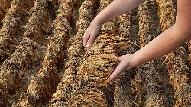 Tütün sektörünün hedefi büyük