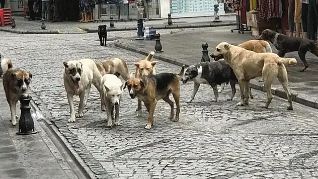 Üç Eylül Mahallesi'nde Başıboş Köpek Endişesi