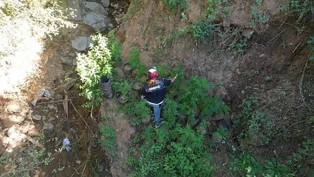 ‘Uyuşturucu ormanı’na polis baskını