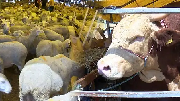 Vatandaş alamadı, kurbanlıklar satıcıların elinde kaldı