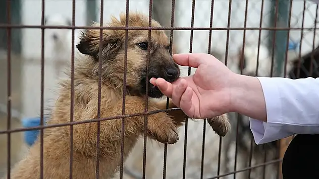 Yangından Kurtarılan Canlar Ödemiş'te Yeni Bir Yuvaya Kavuştu