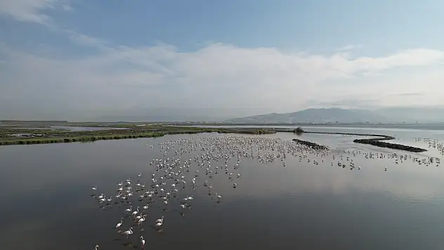 Yaşayan Körfez programı ile Körfez'deki iyileşme hızlandı