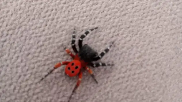 Zehirli uğur böceği bu kez Manisa’da görüldü