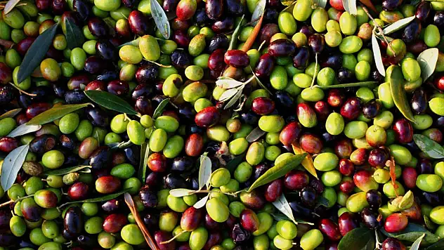 Zeytin ve Zeytinyağında Marka Vizyonu: Türkiye İhracatta Kalite Odaklı Yeni Döneme Geçiyor