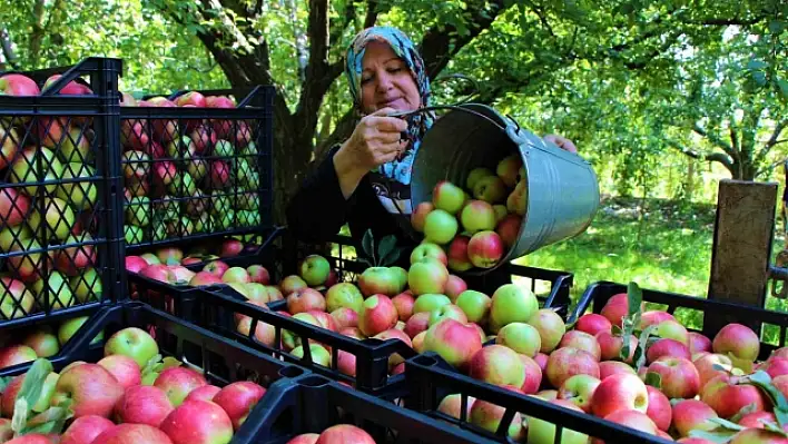 Amasya'nın 2 bin yıllık sembolü misket elmasının hasadı başladı