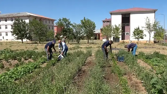 Atıl durumdaki alanı tarıma kazandırdılar