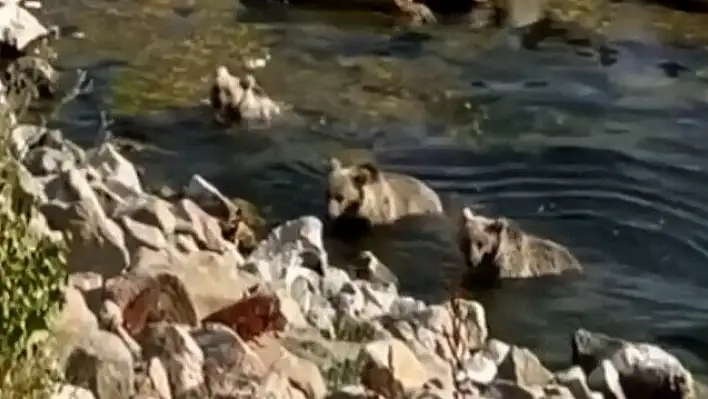 Ayı ve yavruları nehirde serinledi