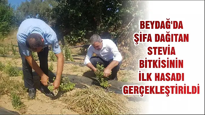 BEYDAĞ'DA ŞİFA DAĞITAN STEVİA BİTKİSİNİN İLK HASADI GERÇEKLEŞTİRİLDİ