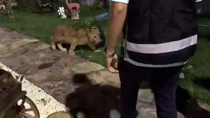 Bir villada piton yılanı, aslan ve maymun ele geçirildi