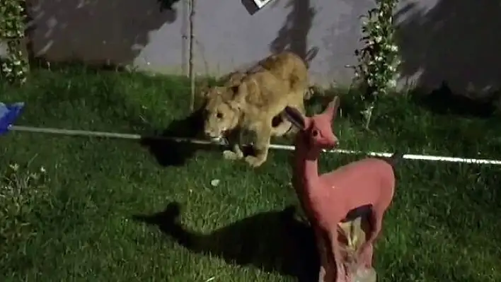 Bir villada yavru aslan, maymun ve piton yılanı ele geçirildi